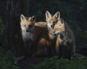 The artists whose work is on display at Baltimore Woods hope their art will inspire viewers to support conservation efforts.